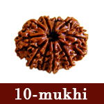 rudraksha ten face