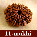 rudraksha hyderabad
