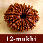 astrology rudraksha beads hyderabad