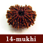 rudraksha beads